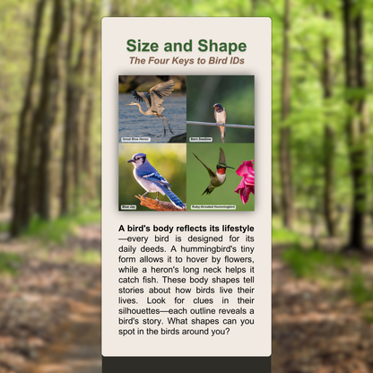 Size and Shape