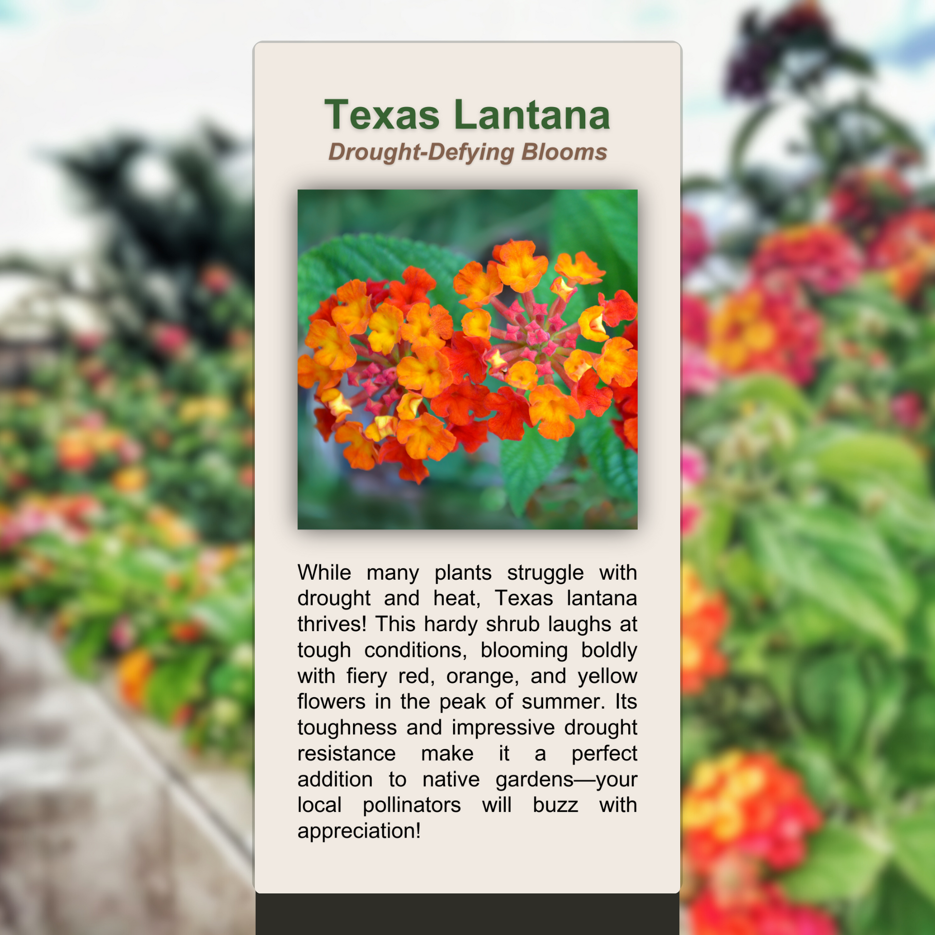Texas Lantana  The Visitor Experience