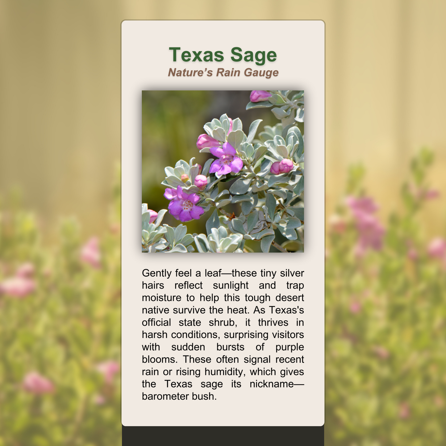 Texas Sage