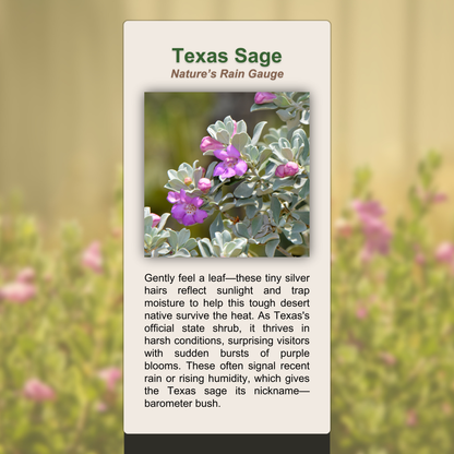 Texas Sage
