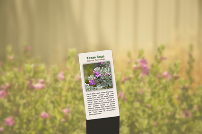Texas Sage