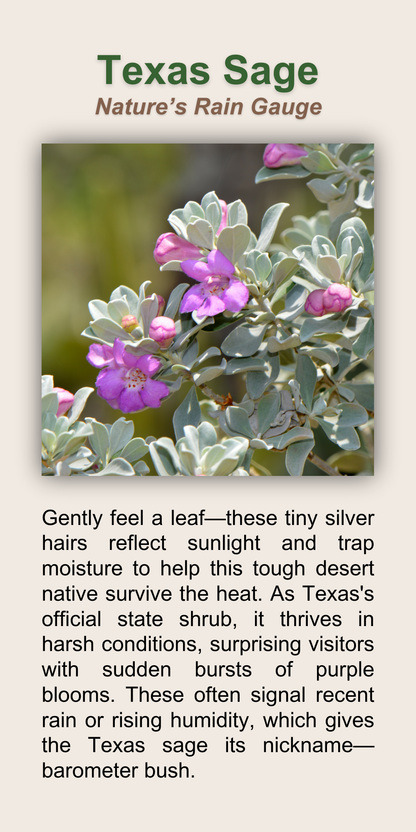 Texas Sage