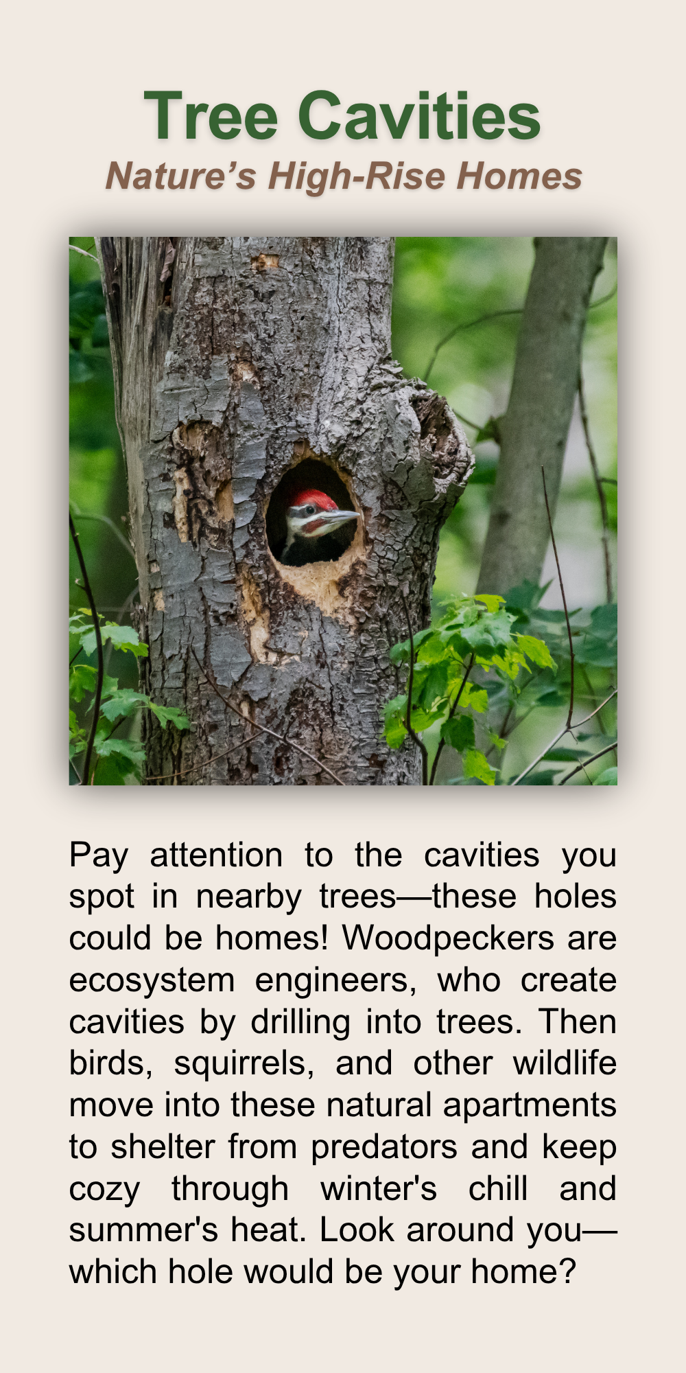 Tree Cavities