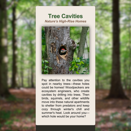 Tree Cavities