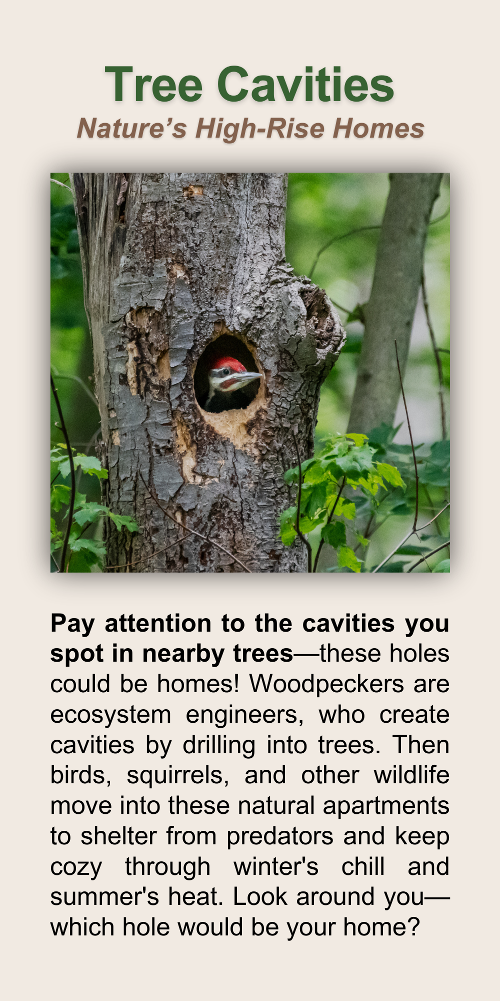 Tree Cavities