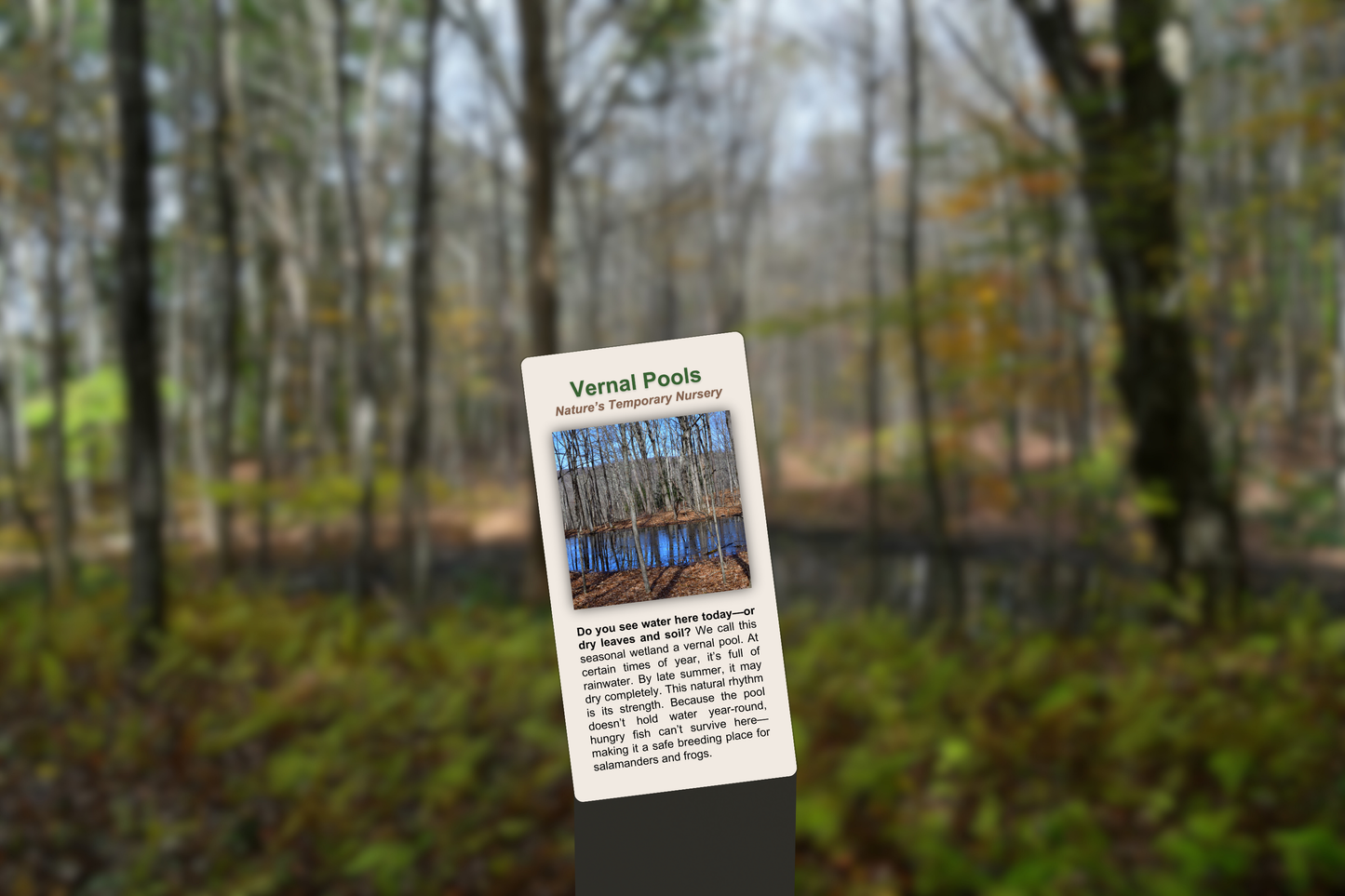 Vernal Pools