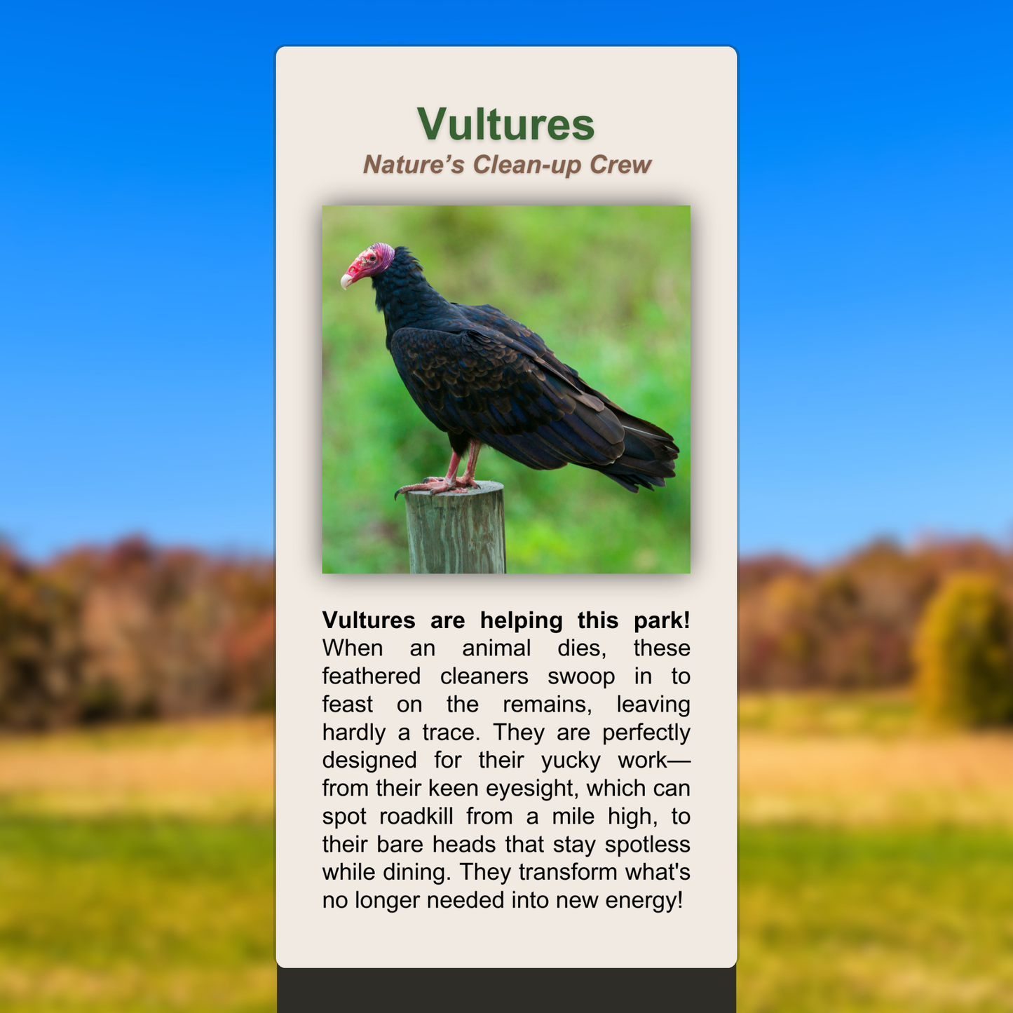 Vultures