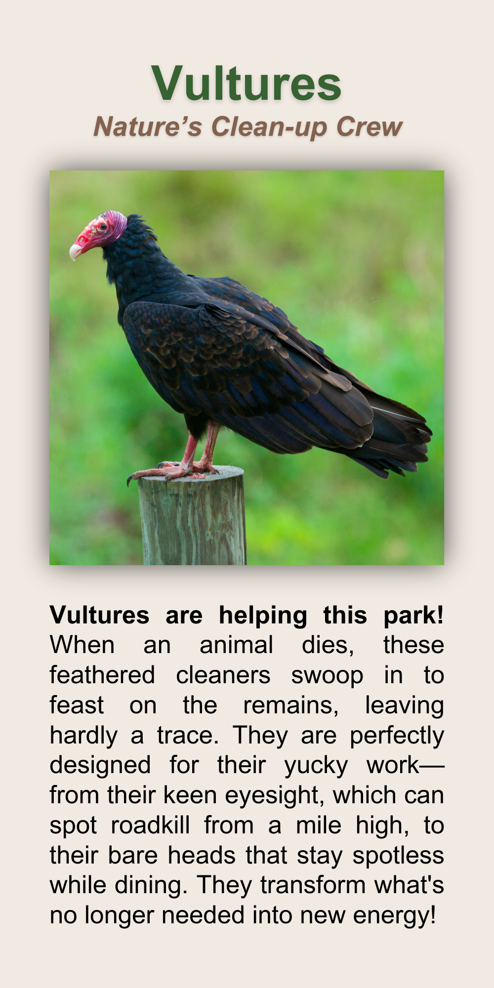 Vultures