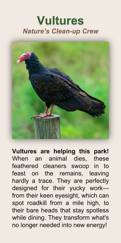 Vultures