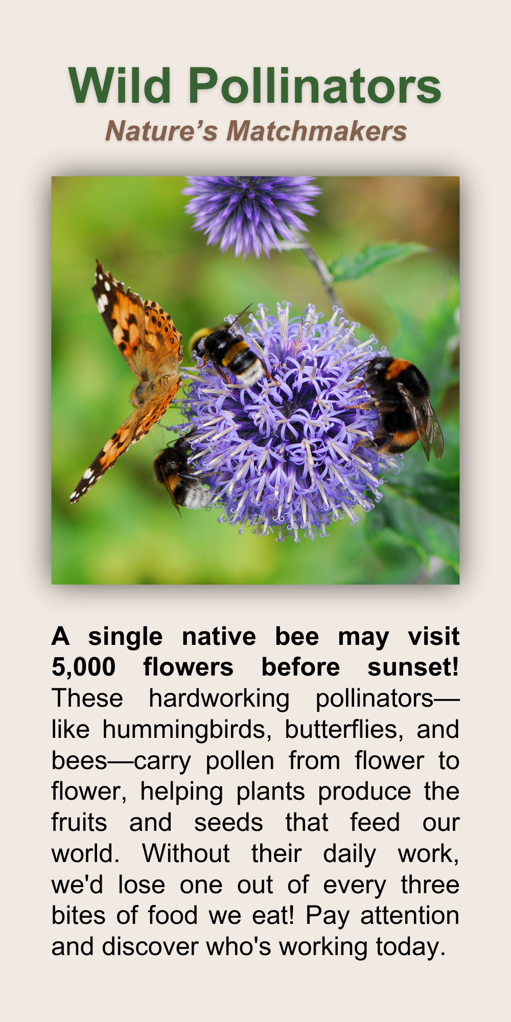 Wild Pollinators