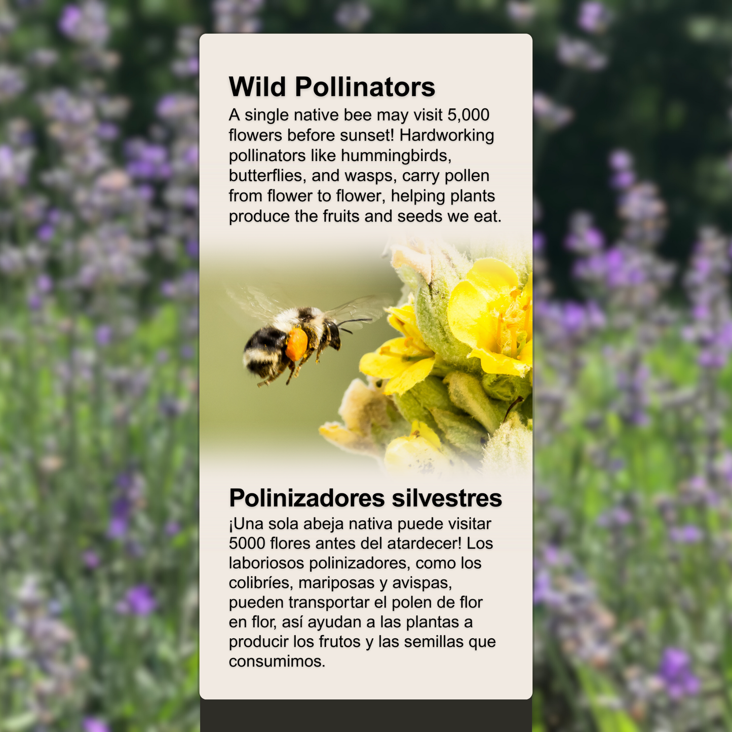 Wild Pollinators