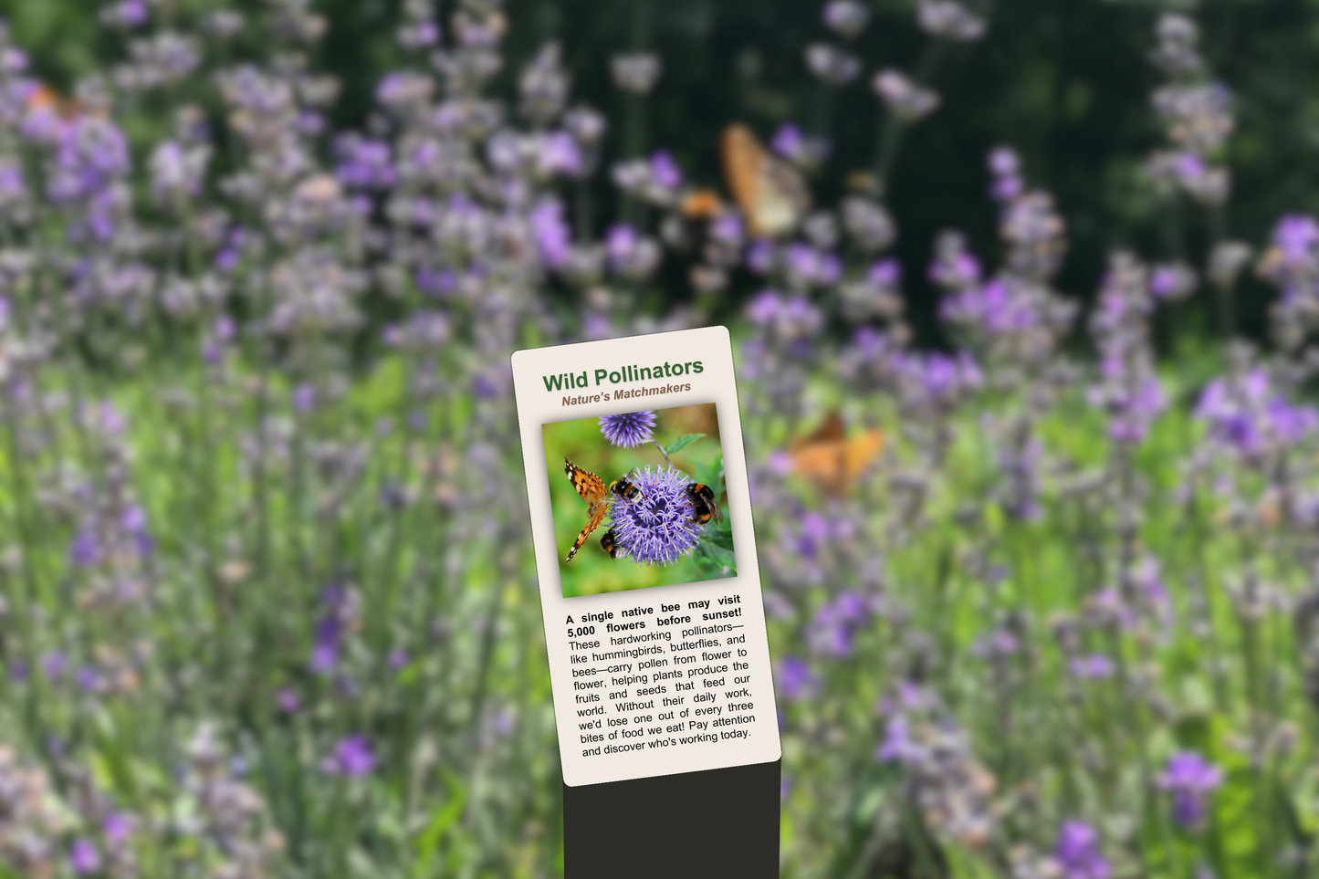 Wild Pollinators