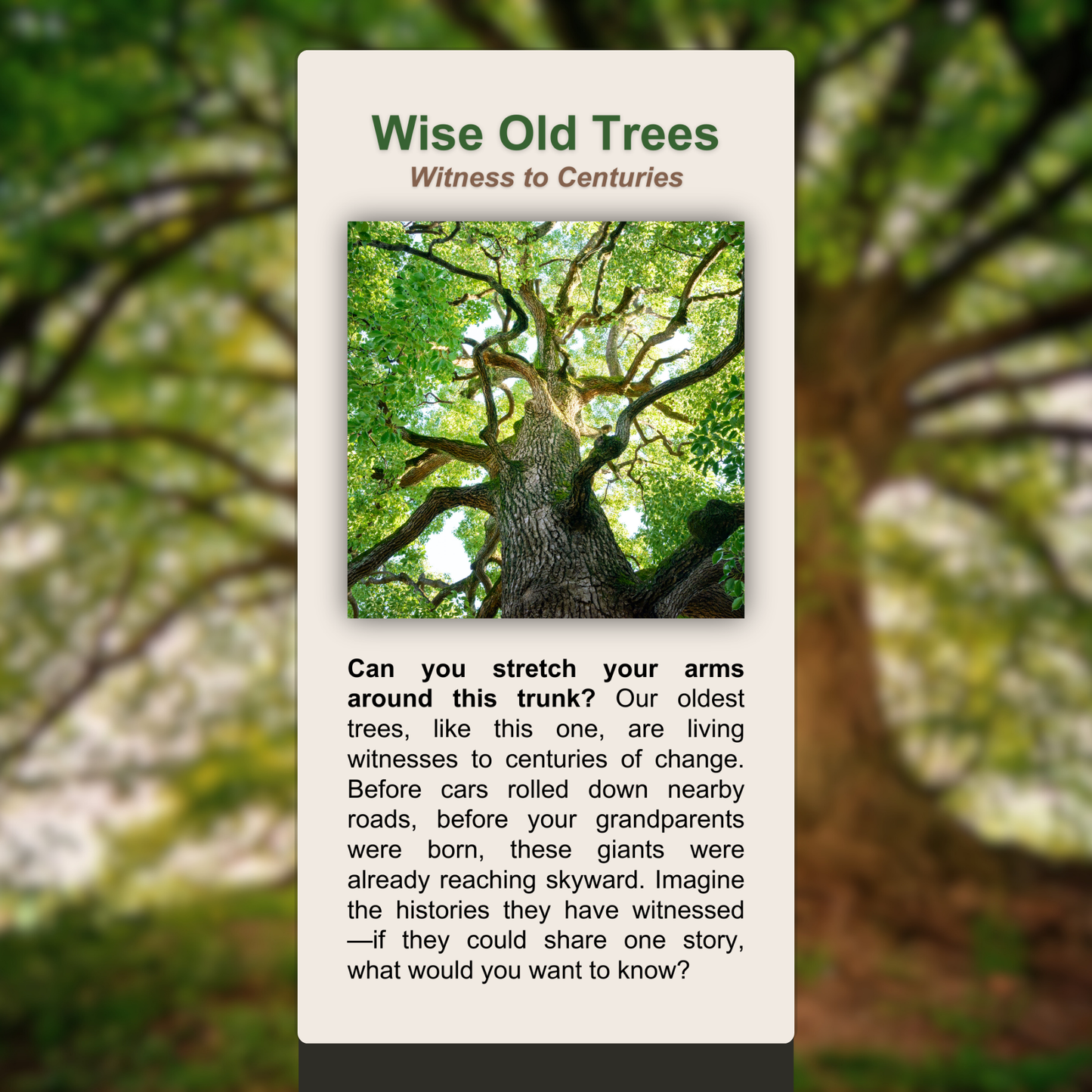 Wise Old Trees