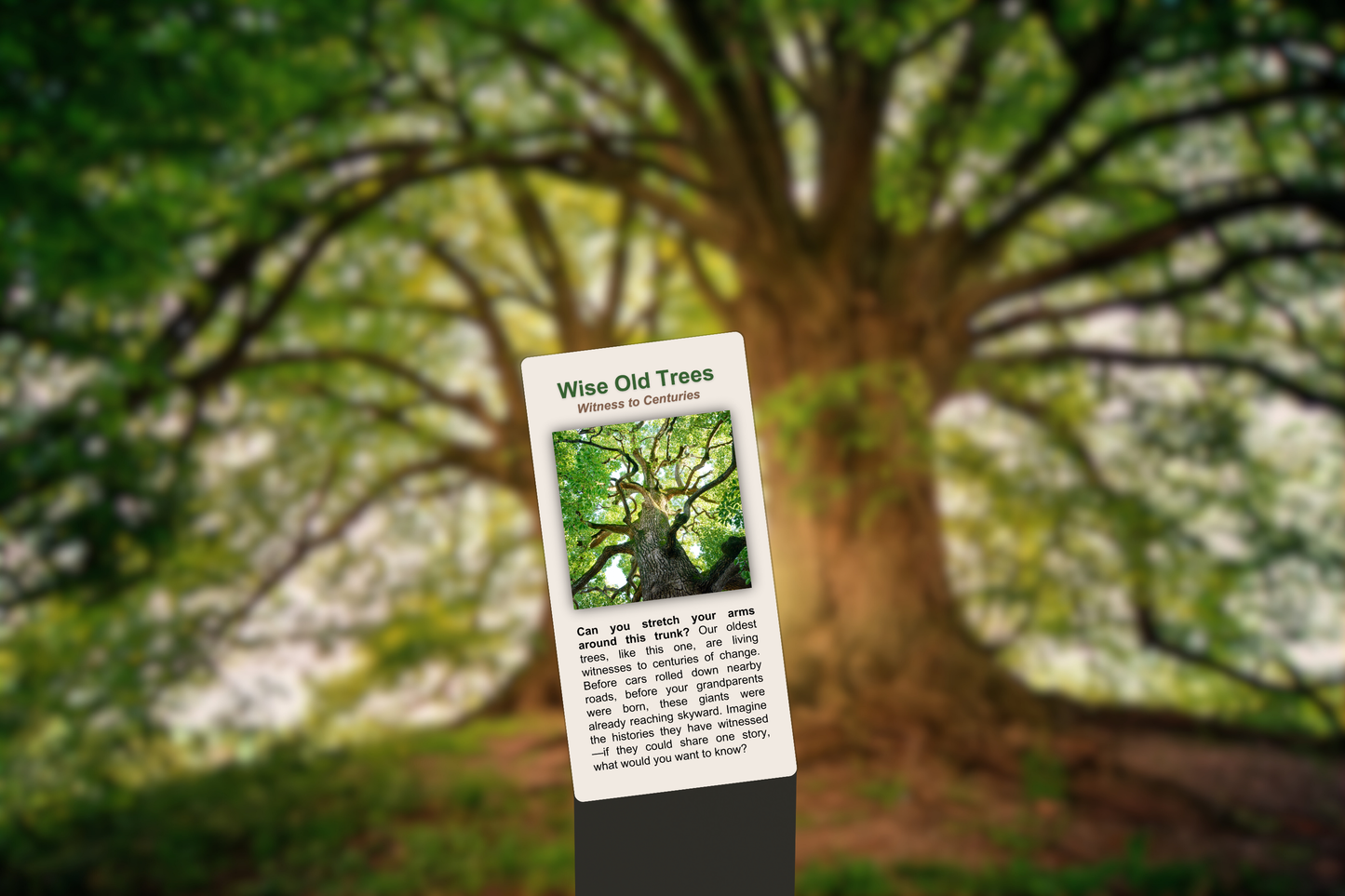 Wise Old Trees