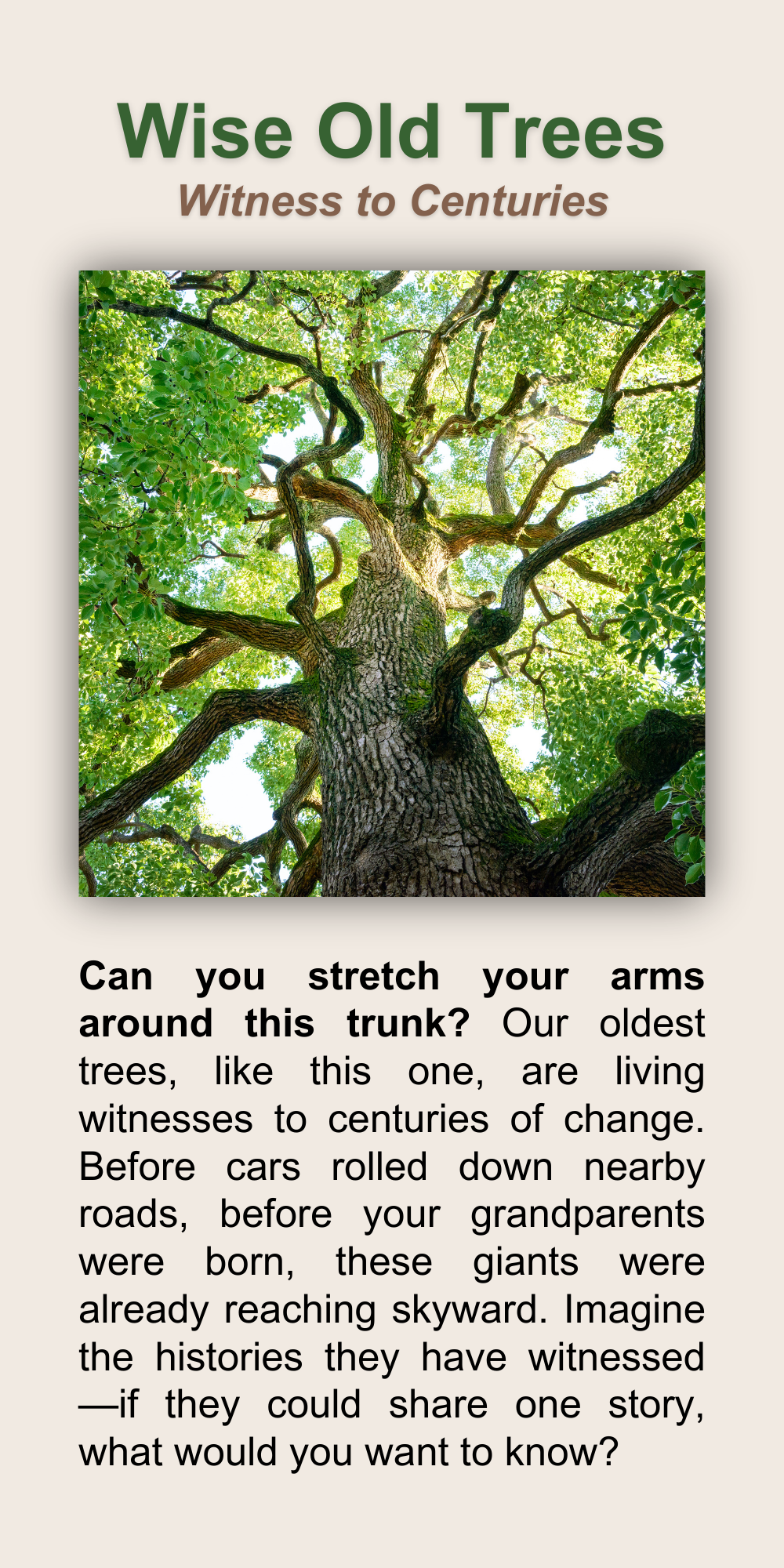 Wise Old Trees