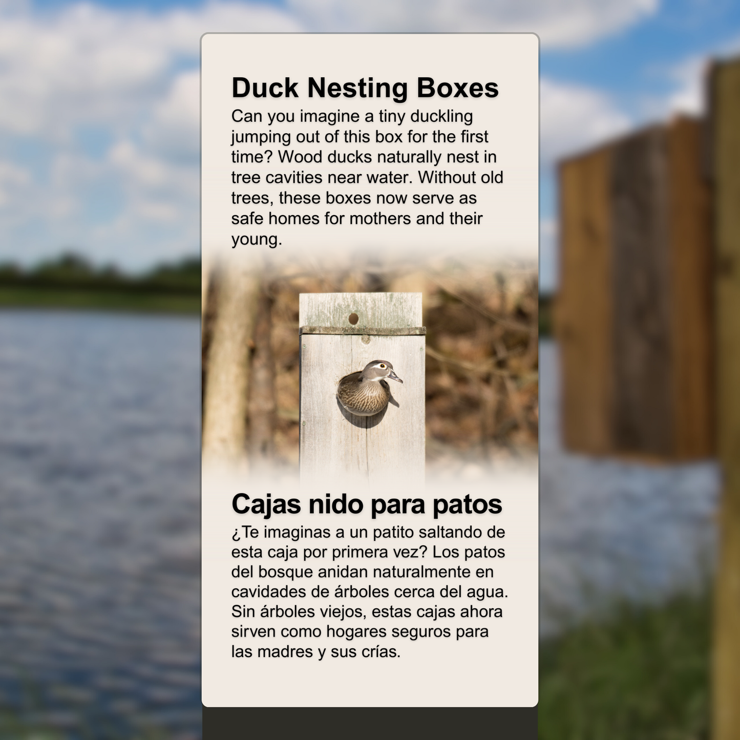 Wood Duck Nesting Boxes